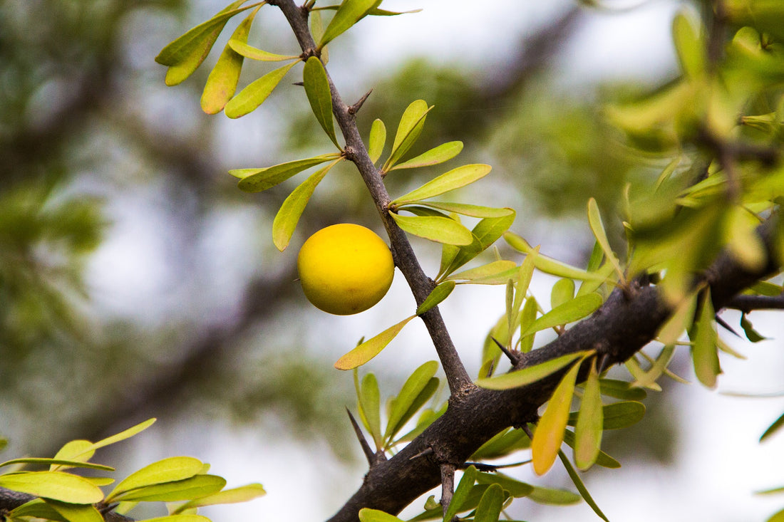 Argan Oil