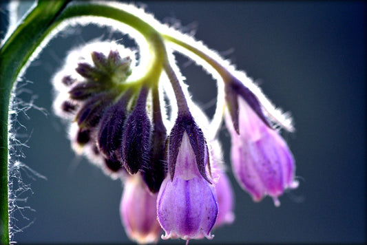 Allantoin