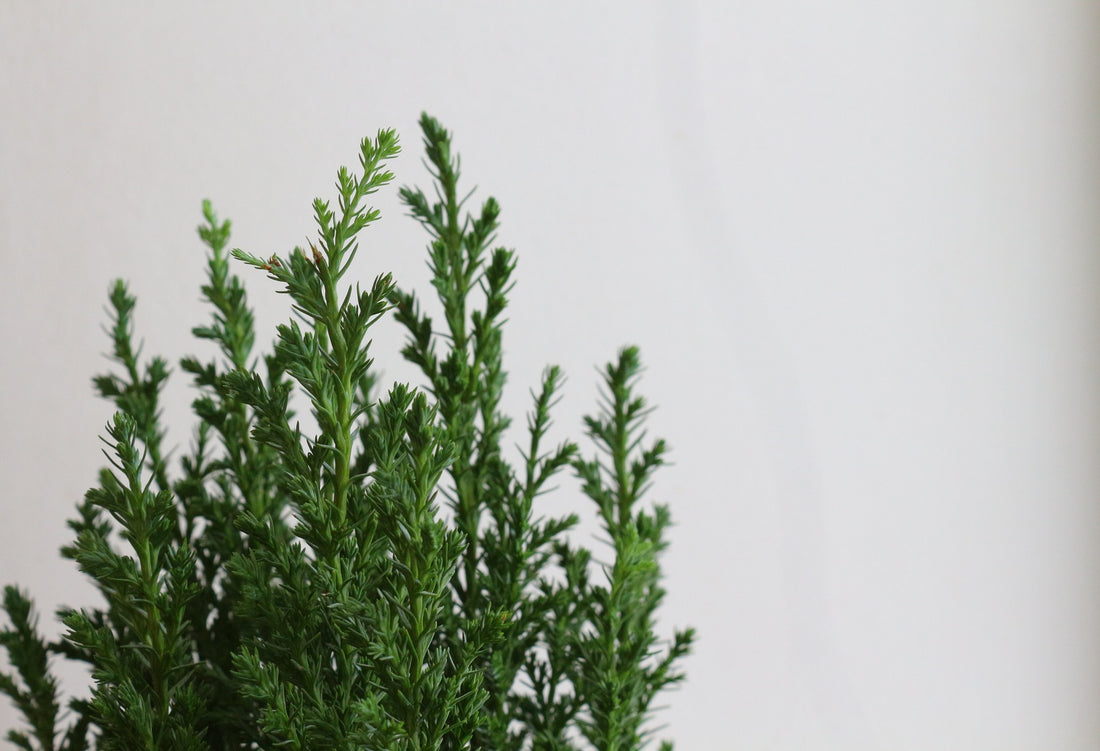 Cypress Oil