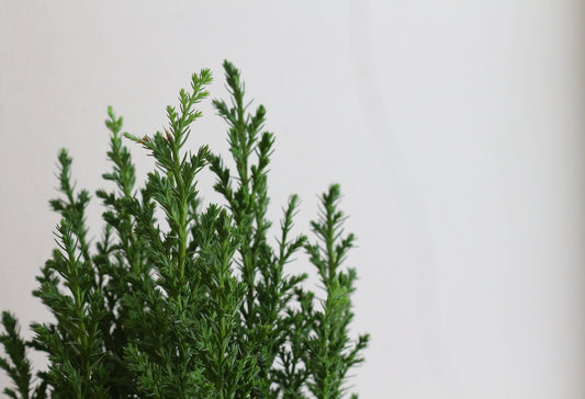 Cypress Oil
