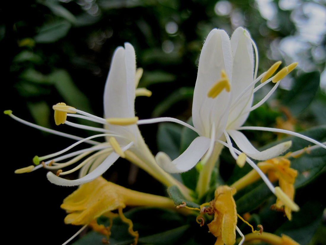 Honeysuckle Flower Extract