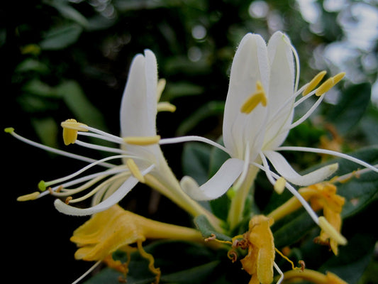 Honeysuckle Flower Extract