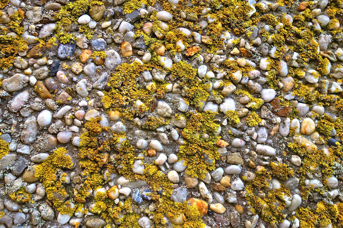 Algae & Seaweed