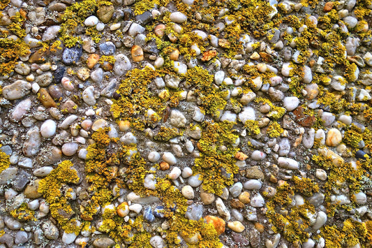 Algae & Seaweed