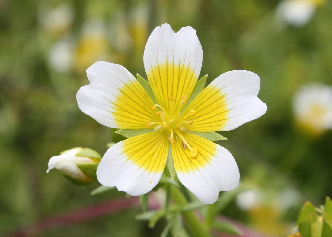 Meadowfoam Seed Oil