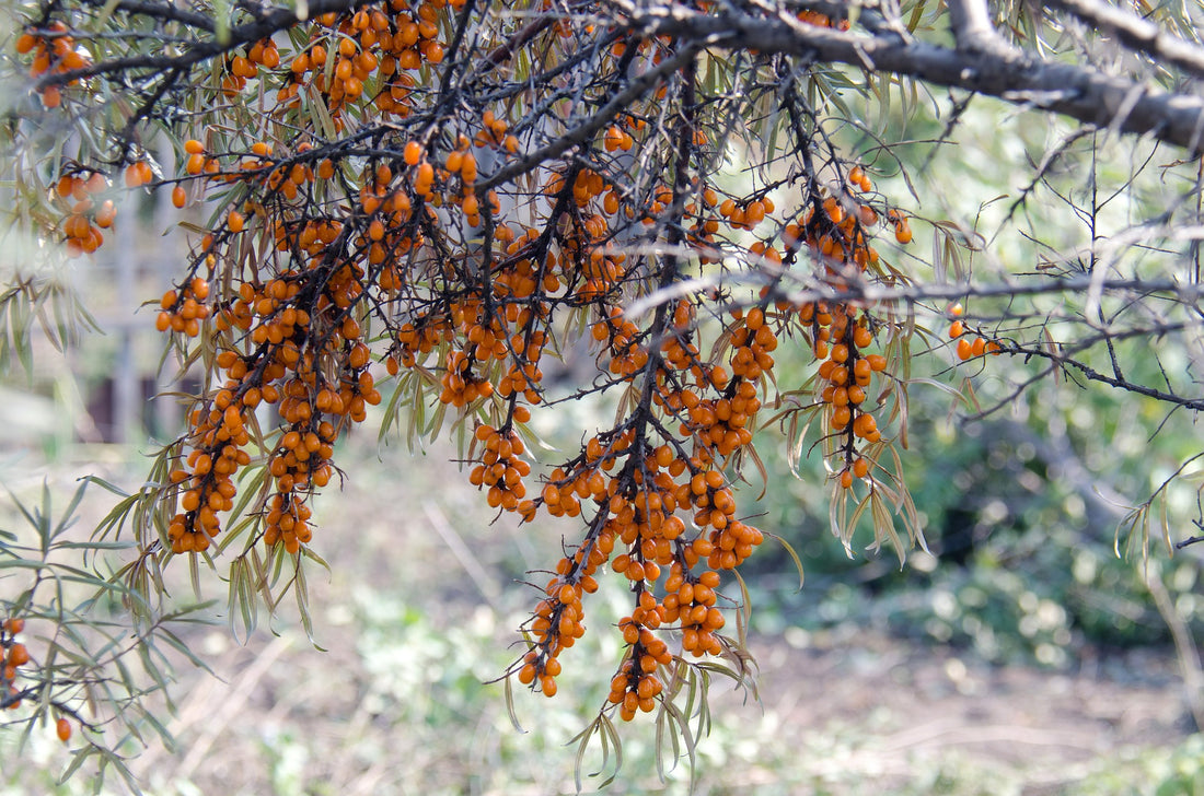 Sea Buckthorn