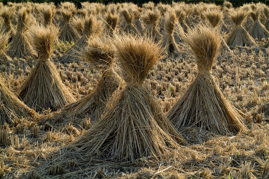Rice