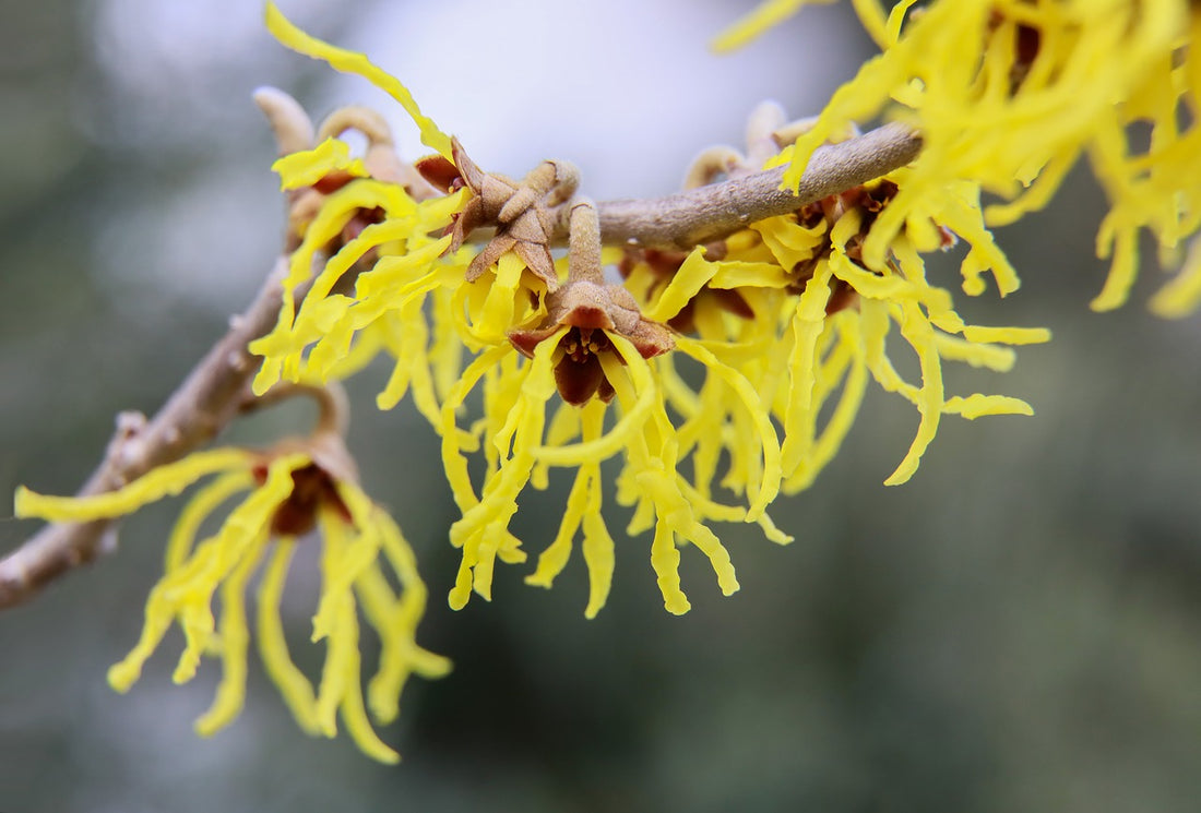 Witch Hazel