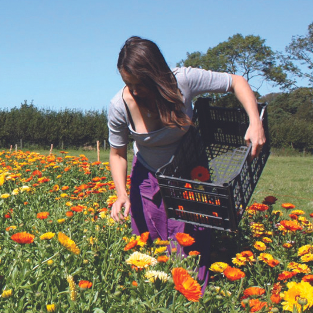 Cathy from natural skincare brand Lyonsleaf harvesting flowers in a field with a black crate.