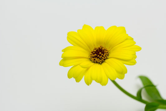 Calendula Oil