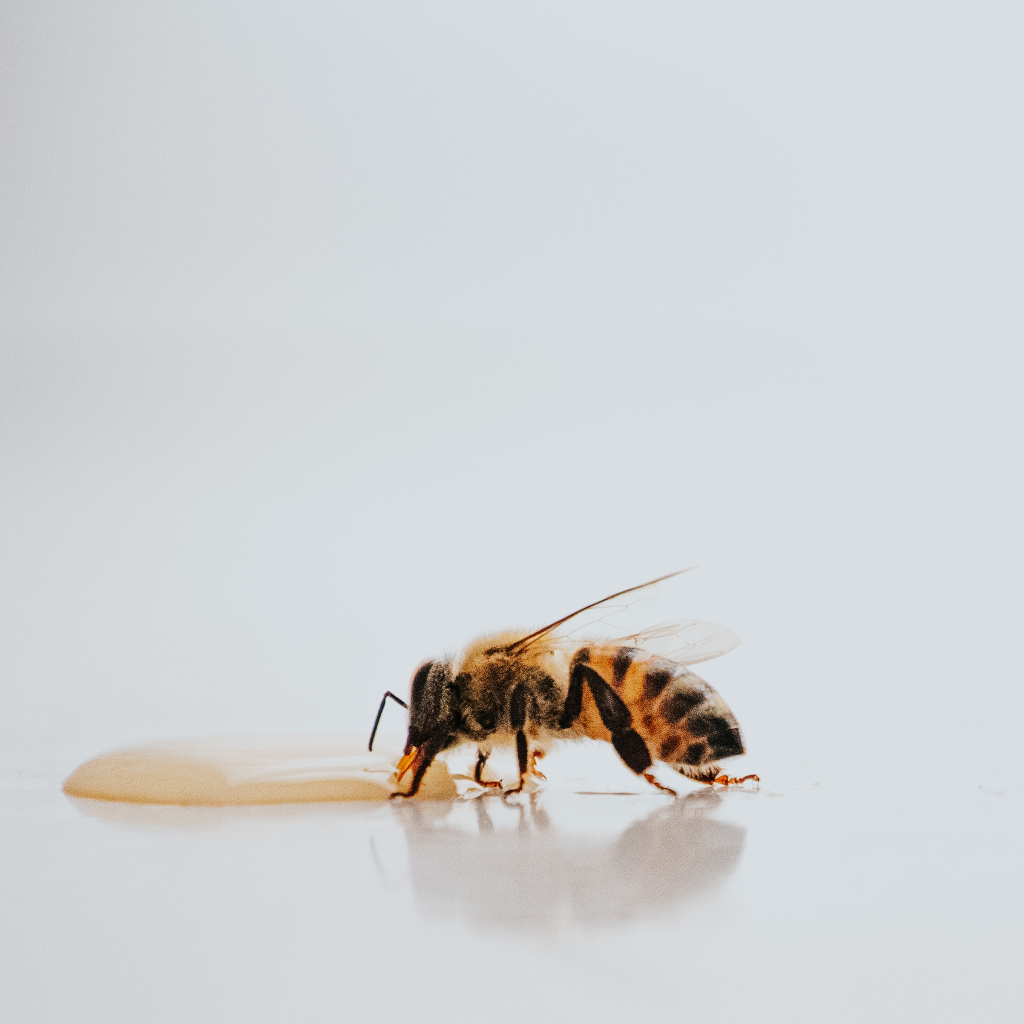 Vegan Skincare: alternatives to beeswax and honey