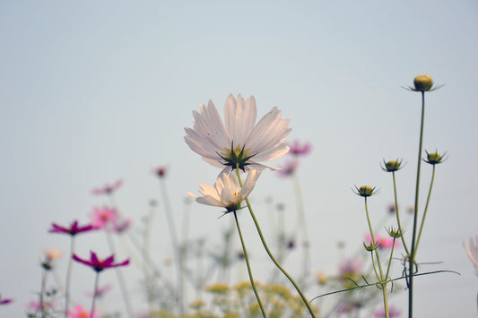 What is ethical beauty?