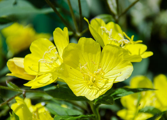 Evening Primrose Oil