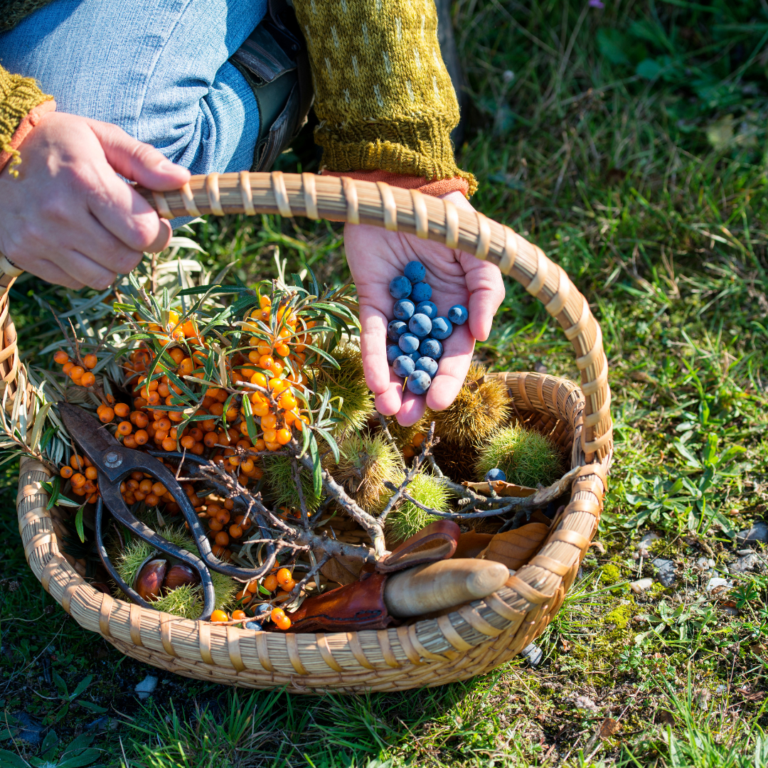 foraging tours and walks in london