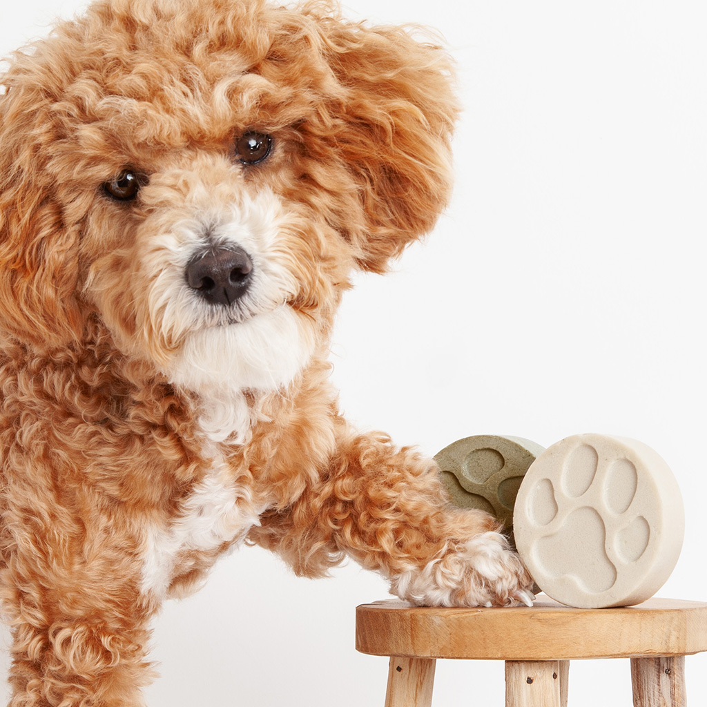 neem dog shampoo. fluffy dog with sandy coloured fur looking to the camera with its paw on a wooden stool. 2 dog shampoo bars one green, one white are next to the dog on a wooden stool