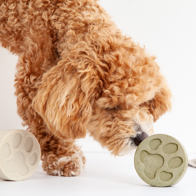 neem dog shampoo. fluffy doggy sniffing green round dog shampoo bar with paw print indentation in it