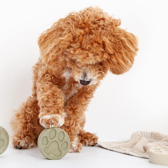 neem dog shampoo being held in place by sandy coloured fluffy dog's paw 